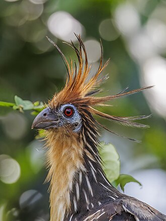 Hoatzin (Opisthocomus hoazin)