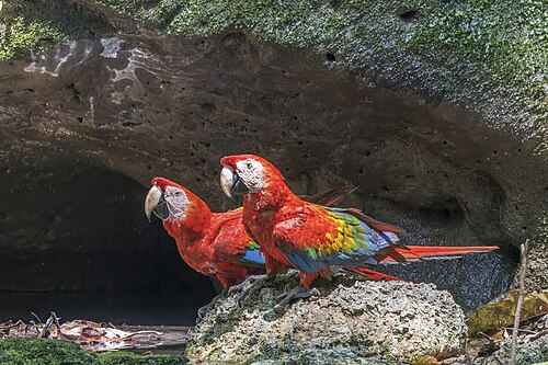Scarlet macaws (Ara macao macao) pair